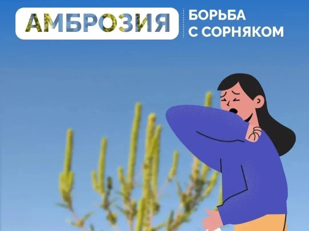 Как бороться с амброзией